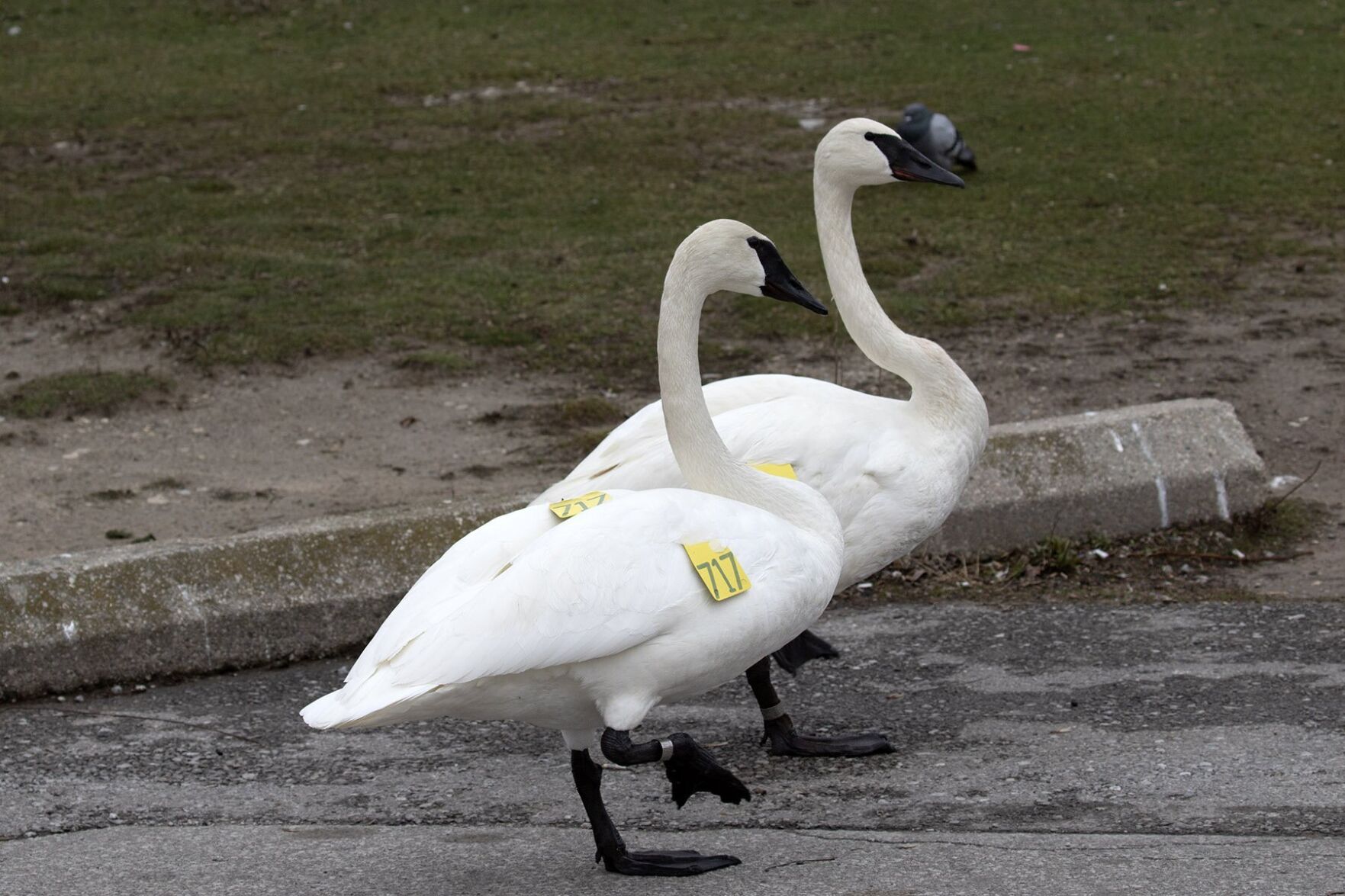 swans-reunited_2.jpg